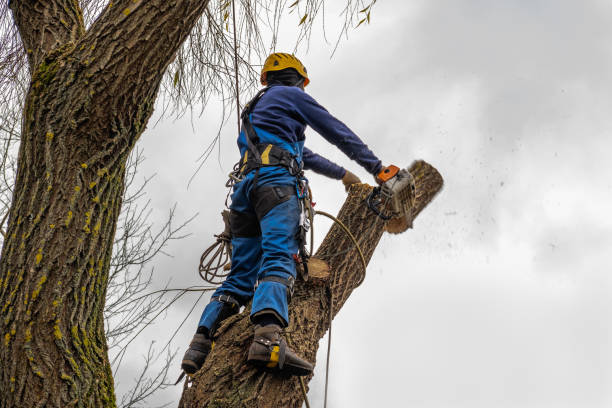 Best Emergency Storm Tree Removal  in Yountville, CA